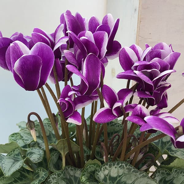 シクラメン：胡蝶4号鉢