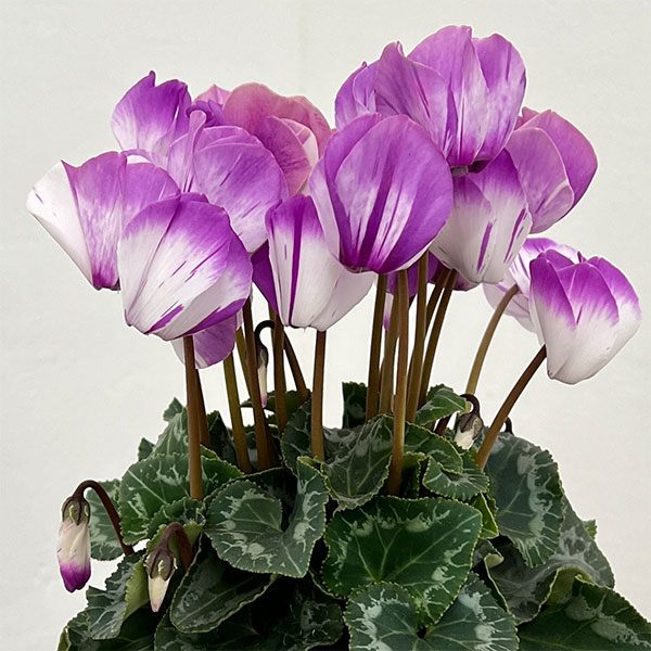 シクラメン：かんざし4号鉢