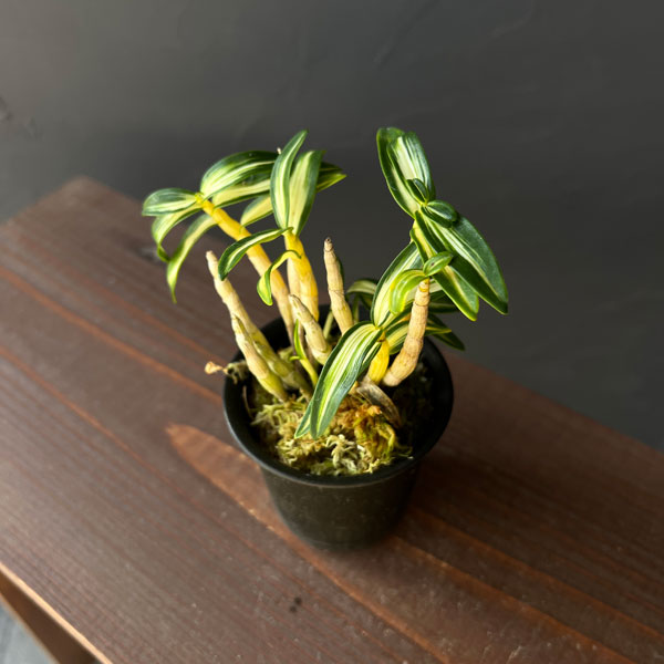 チョウセイラン（長生蘭）：銀河2.5号ポット