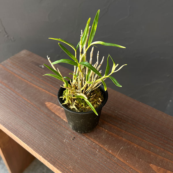 チョウセイラン（長生蘭）：作手姫　2.5号ポット