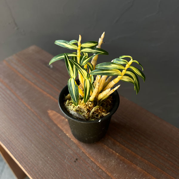 チョウセイラン（長生蘭）：多摩錦　2.5号ポット