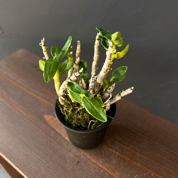 チョウセイラン（長生蘭）：金星　2.5号ポット