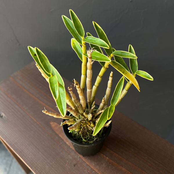 チョウセイラン（長生蘭）：白輪　2.5号ポット