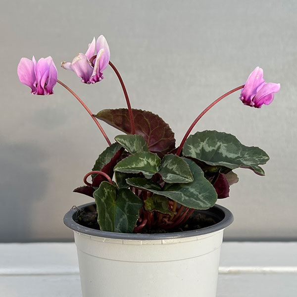 原種系シクラメン：ヘデリフォリウム　アヴァロン　バイオレット3号ポット