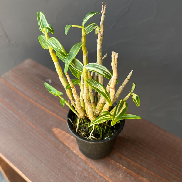 チョウセイラン（長生蘭）：南京丸　2.5号ポット