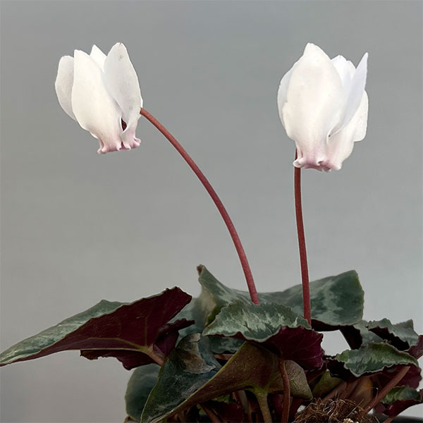 原種系シクラメン：ヘデリフォリウム　アヴァロン　ホワイト3号ポット