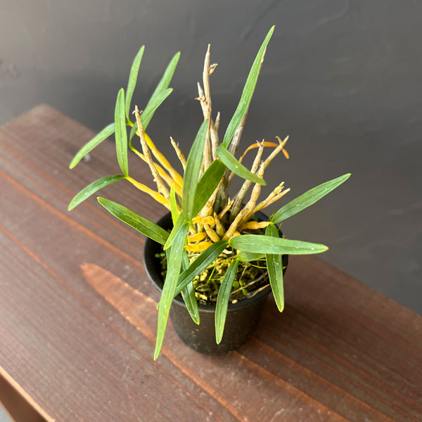 チョウセイラン（長生蘭）：草笛　2.5号ポット