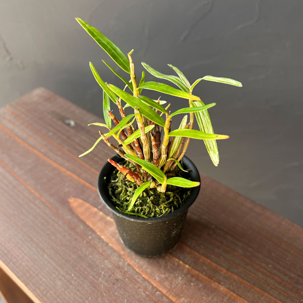 チョウセイラン（長生蘭）：夢殿　2.5号ポット