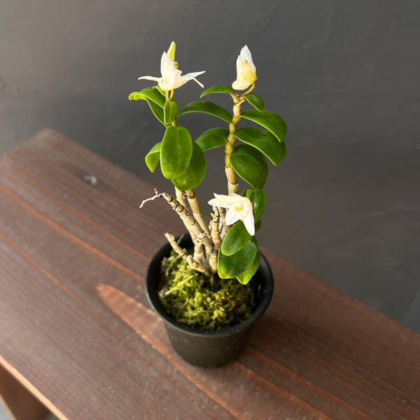 チョウセイラン（長生蘭）：雅宝丸　2.5号ポット