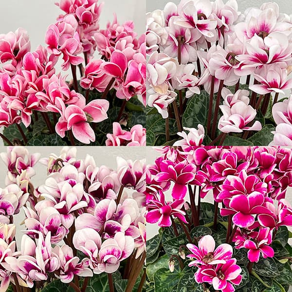 シクラメン：チモ ピコティ（花色いろいろ）12cmポット／タンブラーポット（底面給水鉢）付き【ツリー】