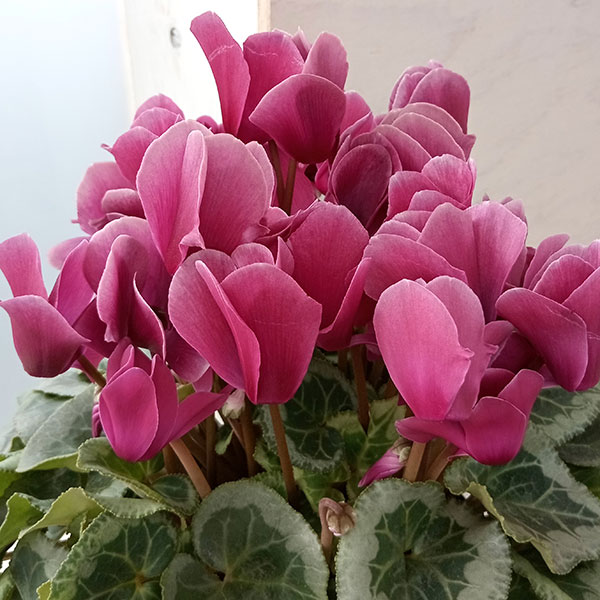 シクラメン：エレガントレディ4号鉢