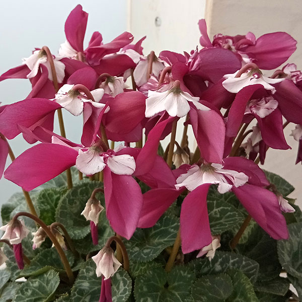 シクラメン：エレガントレディ ワーリー4号鉢