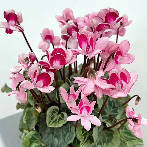 シクラメン：ララシリーズ チェリー4号鉢