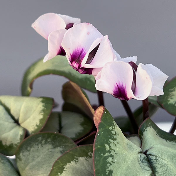 シクラメン（原種系）：コウム　クーミー　シルバーリーフ　ホワイト系3号ポット