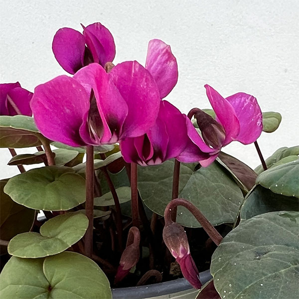 シクラメン（原種系）：コウム　クーミー　グリーンリーフ　ピンク系3号ポット