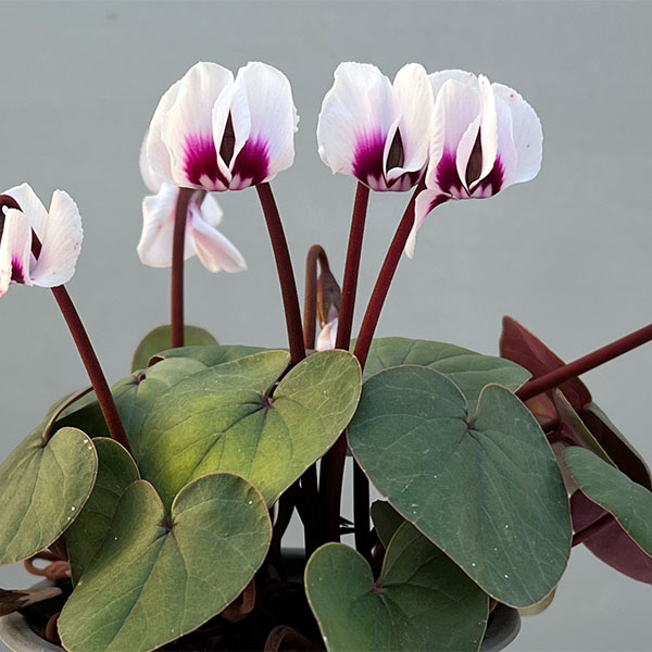 シクラメン（原種系）：コウム　クーミー　グリーンリーフ　ホワイト系3号ポット