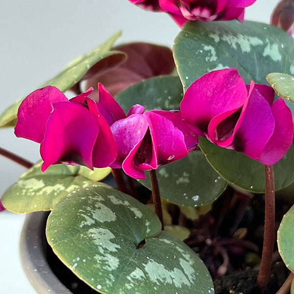 シクラメン（原種系）：コウム　クーミー　ピンク系3号ポット