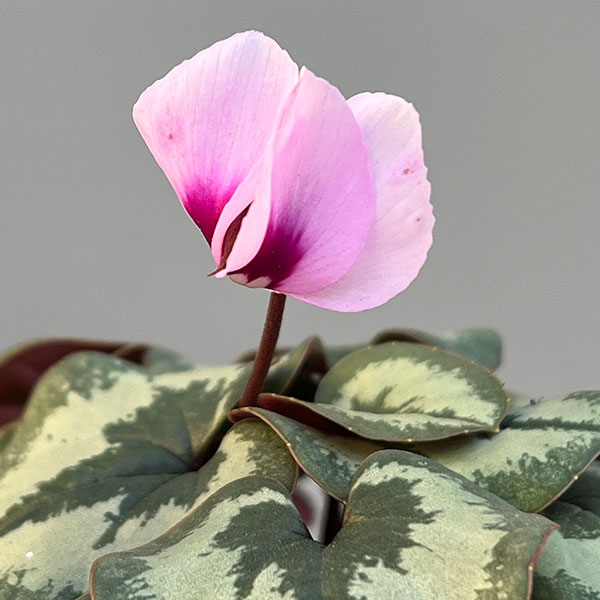 シクラメン（原種系）：コウム　クーミー　ホワイト系3号ポット