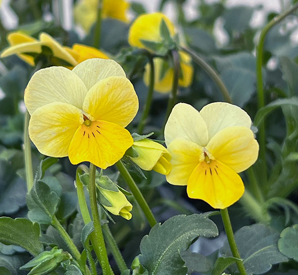 ビオラ：ロカハーツ　ストピオア3.5号ポット