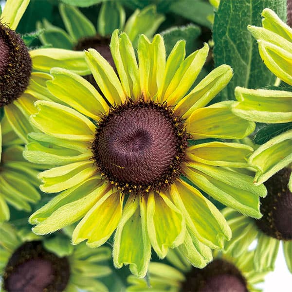 [26年3月中下旬予約]ルドベキア：ソレリア　グリーン3.5号ポット