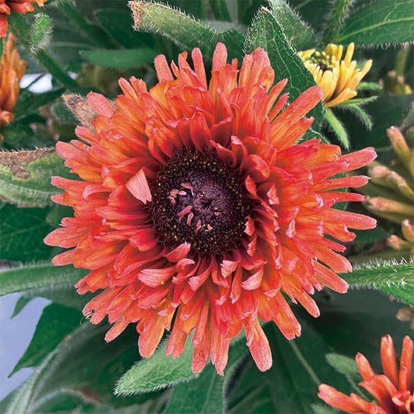 [26年3月中下旬予約]ルドベキア：ソレリア　オレンジダブル3.5号ポット