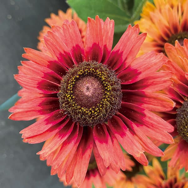 [26年3月中下旬予約]ルドベキア：ソレリア　ベルベットアイ3.5号ポット