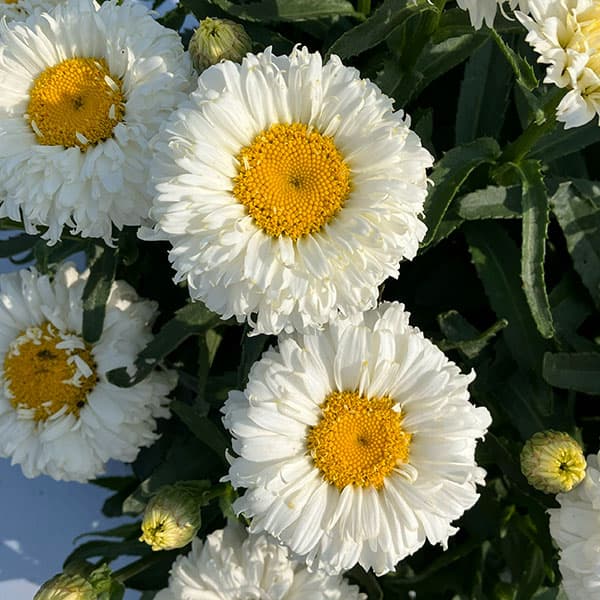 [26年3月中下旬予約]レウカンセマム：スフレエッグ　ホワイト3.5号ポット