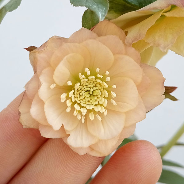 [26年1月中下旬予約]クリスマスローズ：*あんず小鞠5号鉢