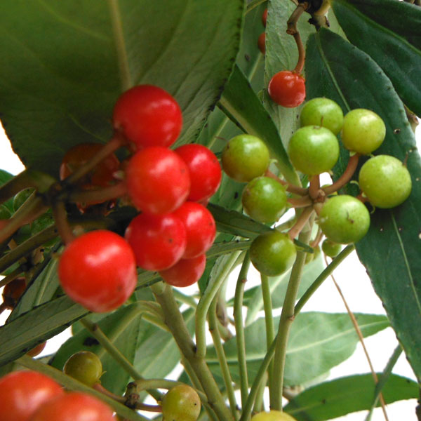 百両（カラタチバナ）：紅白寄せ植え5号鉢植え[実付き]