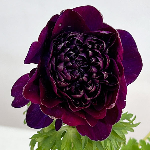 八重咲きアネモネ：オーロラ　バーガンディ3.5号ポット