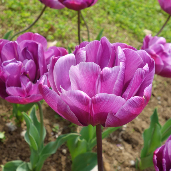 チューリップ：ブルーダイヤモンド3球入り（DE）（早咲き）