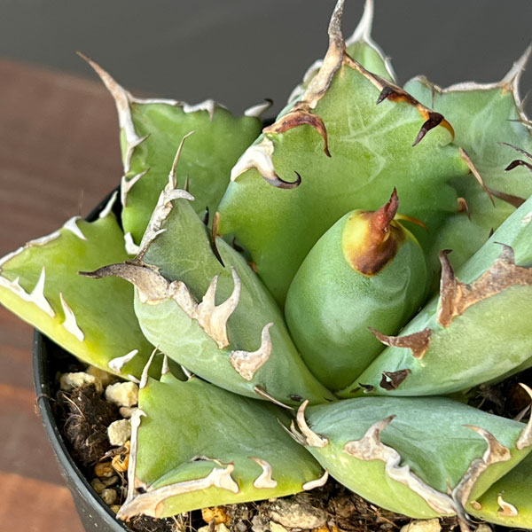 アガベ：チタノタ　姫巌竜　3号鉢植え*