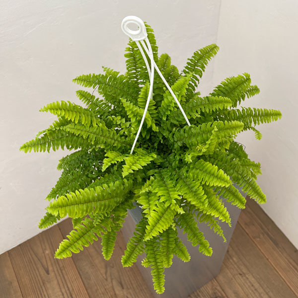 ネフロレピス：ツデー5号吊り鉢