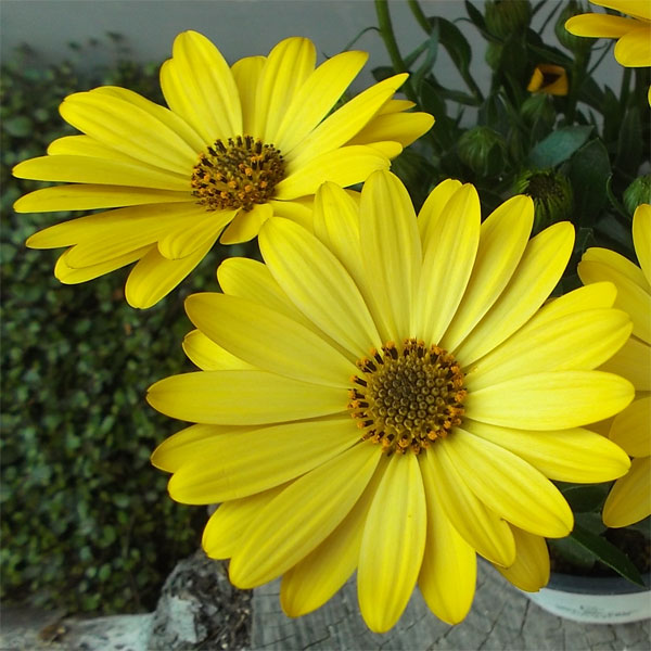 [26年2月中下旬予約]オステオスペルマム：セレニティ　ディープイエロー5号鉢植え