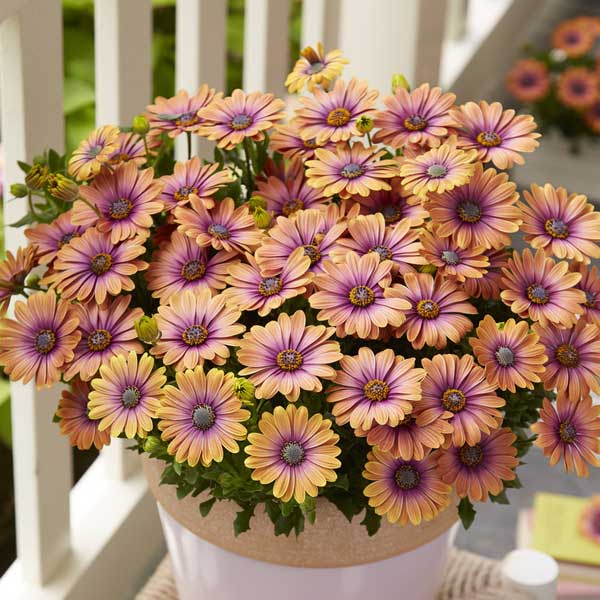 [26年2月中下旬予約]オステオスペルマム：ピンクアイビューティ5号鉢植え