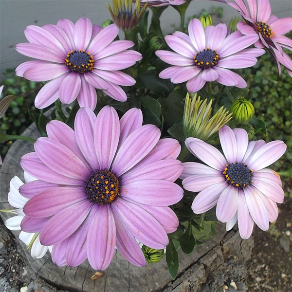 オステオスペルマム：セレニティ　ピンクロマンス5号鉢植え