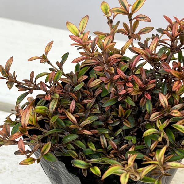 コプロスマ：オータムヘーゼ3号ポット 6株セット