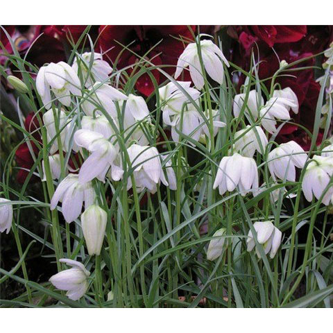 フリチラリア（ミニ）：メレアグリス アルバ 2球セット