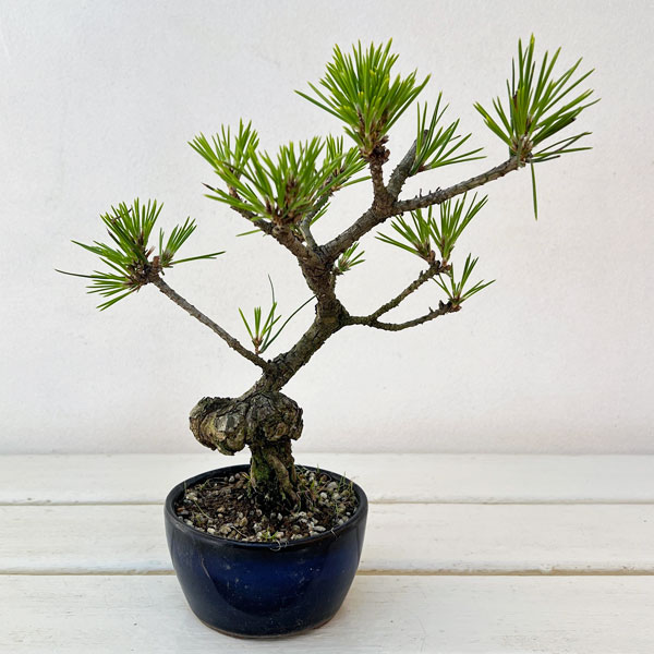 クロマツ（黒松）：小品盆栽 25-01*