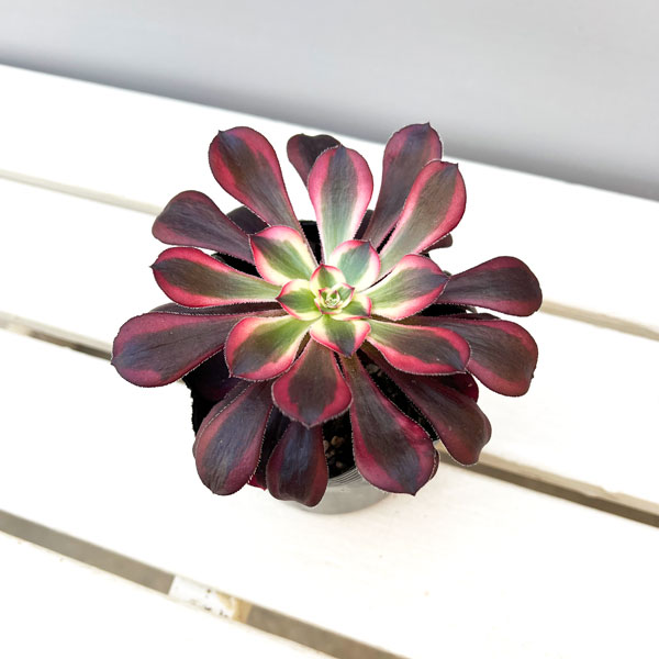 アエオニウム：シャネル　3.5号ポット