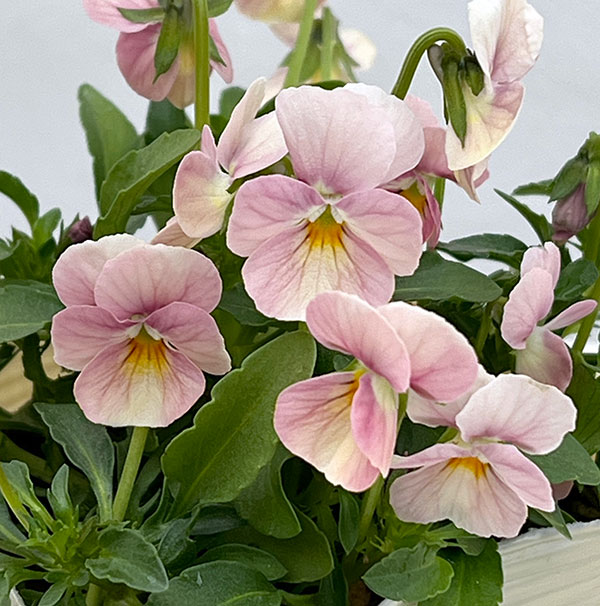 【お1人様1ポット】ビオラ：ときめきビオラ　ブルーミングピンク3.5号ポット