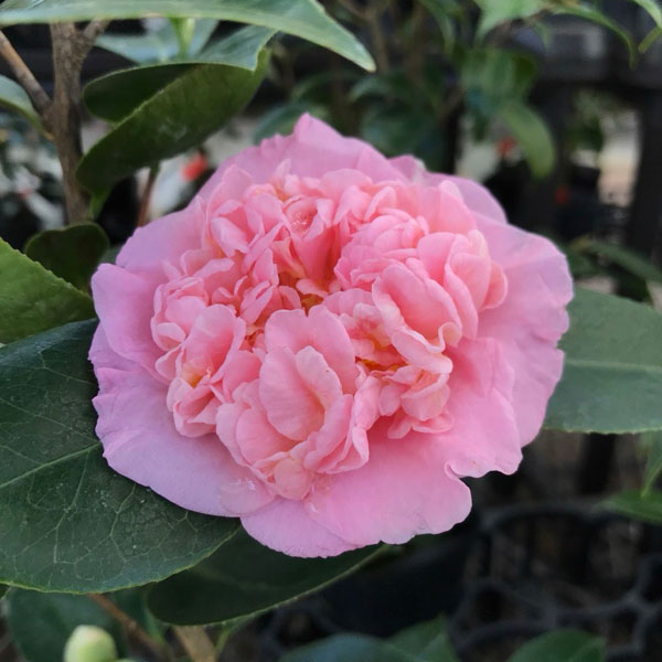 椿（ツバキ）：楼蘭花（ろうらんか）4号ポット