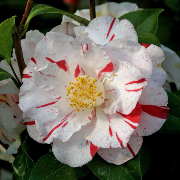 椿（ツバキ）：江戸錦（えどにしき）4号ポット