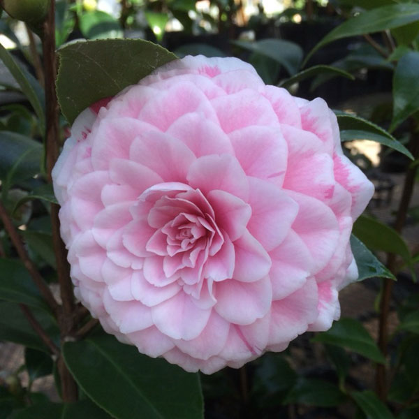 椿（ツバキ）：まほろば　4号ポット