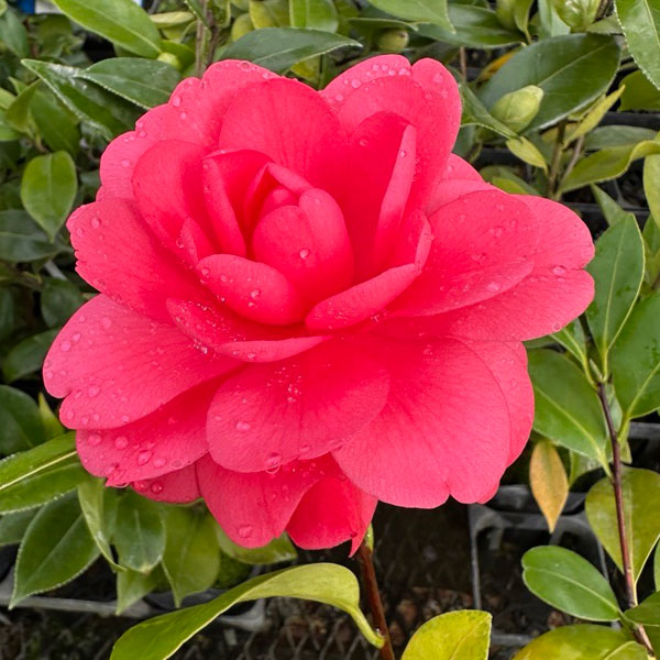 椿（ツバキ）：玉菊　4号ポット