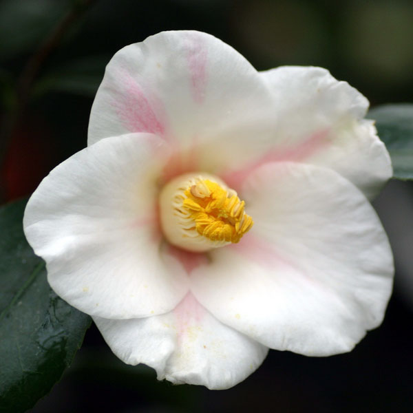 椿（ツバキ）：秋一番　4号ポット