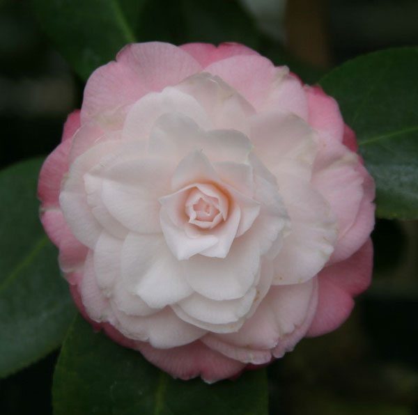 椿（ツバキ）：ベビーパール　4号ポット