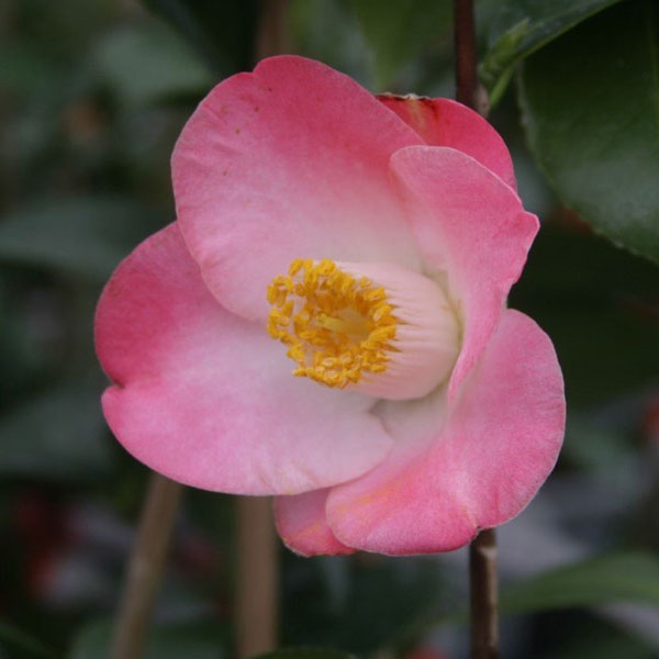 椿（ツバキ）：サニーサイド　4号ポット