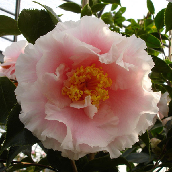 椿（ツバキ）：エレガンススプレンダー　4号ポット