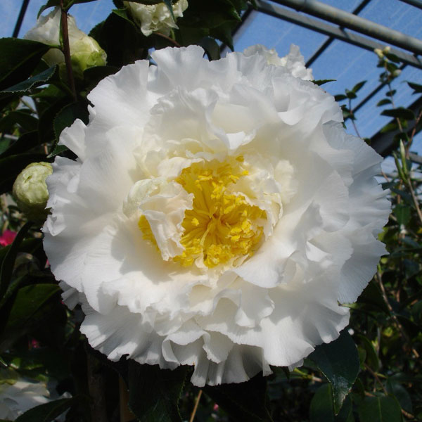 椿（ツバキ）：エレガンスシャンペン　4号ポット